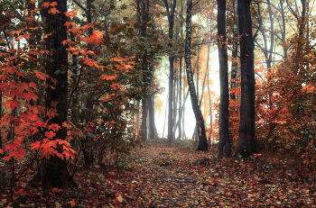 Осень в лесу / Снято утром в осеннем лесу