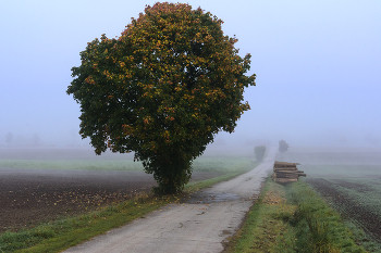 Осенний букет. / Осенний букет, туман,осень,дерево