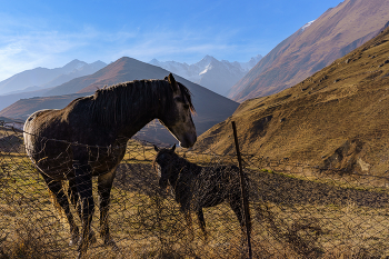 Пейзаж с лошадями / Лошади. Дигория, Северная Осетия, октябрь текущего года.