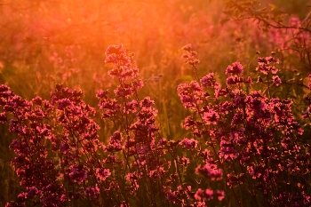 Цветочное пламя / Летние цветы в лучах заката. Смолка клейкая