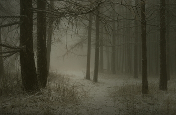 Зимнее утро / Туман в лесу