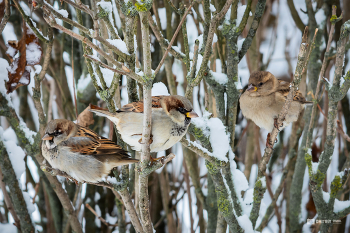 Воробьи / Воробьи