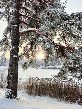 Холодное солнце. / Декабрь на Филькином озере. Гатчина 2023.