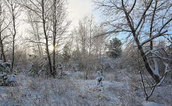 Зимняя зарисовка. / Окрестности Красноярска.