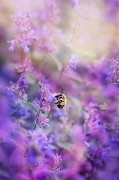 &nbsp; / природа