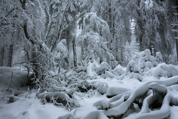 Зимняя сказка. / Зимняя сказка,лес,снег,метель