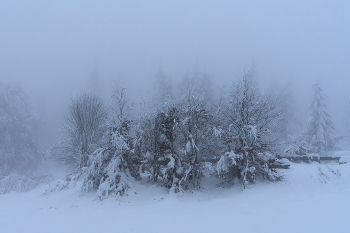 Туман и снег. / **Туман и снег,зима,деревья
