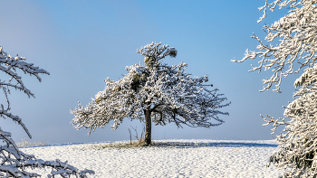 &nbsp; / Obstbaum mit Schnee bedeckt