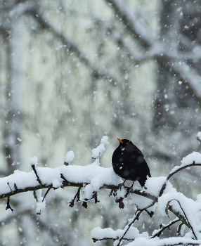 Первый снег. / Первый снег,зима,птица,чёрный дрозд