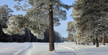 Сузун / Сузунский лес, Новосибирская область