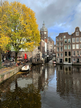 Умиротворяющая картинка с лебедем / Амстердам