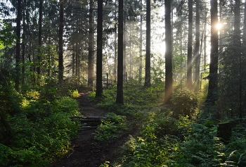 Утро в еловом лесу..... / Петербург-Юкки. Июнь