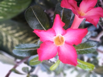 &nbsp; / Japanese Cambodia  or adenium (Adenium) is a species of ornamental plant, the stem is large, the bottom resembles a tuber, the stem does not have cambium, the roots can enlarge to resemble a tuber, the shape is