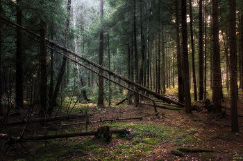 В осеннем лесу / октябрь, 2019