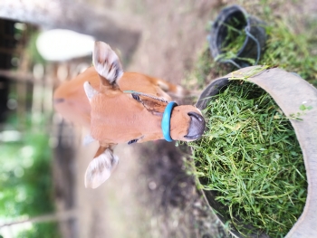 &nbsp; / A cow eating grass