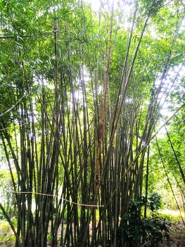 &nbsp; / Collection of green bamboo on the river bank