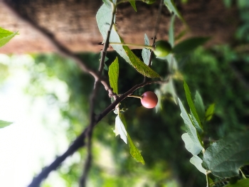 &nbsp; / Ripe red cherry fruit on a tree