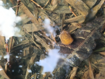 &nbsp; / Yellow snail walking in a clear river