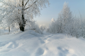 Заснеженные тропы / зимний пейзаж заснеженный лес