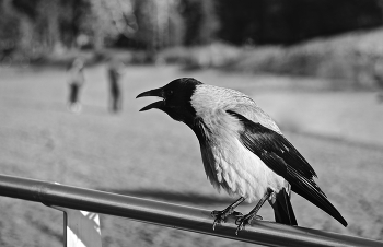 Вещунья / ВОРОНА СЕРАЯ (Corvus cornix)
https://www.ebirds.ru/vid/296.htm?ysclid=lr3jp8bfwl928307141

https://photocentra.ru/work/971136?id_auth_photo=29736

Распространена повсеместно. Везде обычна.
https://gurkov2n.jimdofree.com/птицы/воробьинообразные/ворона-серая/