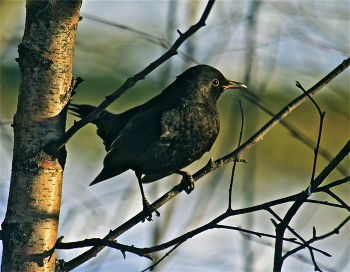 Чёрный дрозд / Turdus merula
Чёрные дрозды считаются отличными певчими птицами, о чём знают немногие. Поют лишь рано утром и перед заходом солнца. Хотите послушать: https://www.youtube.com/watch?v=yOOv5u3p71U

Про Чёрного дрозда: «Певец-меланхолик, стремящийся в города» (верно, ибо снимал его близ своего дома). https://dzen.ru/a/Ywib3FQS4S3M3x9c