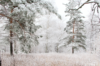 Зимний пейзаж / Зима в парке
