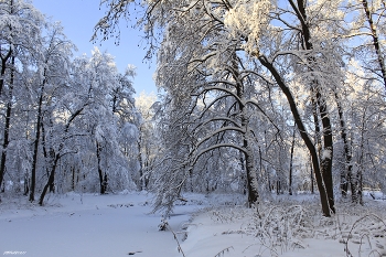 И стояли деревья белые! / ***