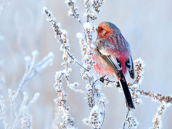 На зимней веточке полыни / Урагус - самая красивая птица Сибири. Тюменская область.