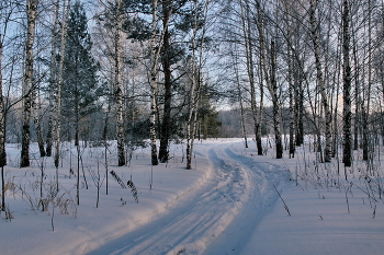 *Морозным днём.** / Томская область.