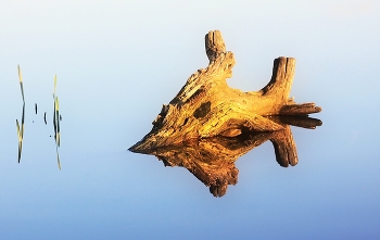 Скульптура акватории / Рыба Коряга, озеро Долгое