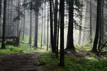 Утро в еловом лесу.......... / Петербург-Юкки. Июнь