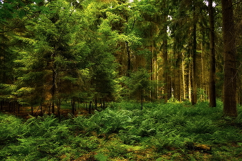 Зелёный оазис / Летний лесной пейзаж.Жарким днём.