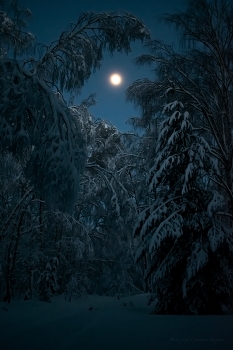 Лунная ночь в лесной глуши / Январь, 2024, Мордовия, село Каймар.