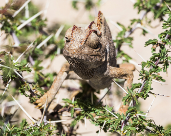 Один глаз на Кавказ, ... / ... а другой в Арзамас
Пустынный хамелеон (chamaeleon namaquensis)