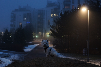 Туманным февральским вечером / с Кисой (так звать эту собачонку), на прогулке...