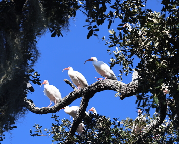 Виньетка / ***