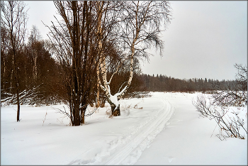 Зимний лес. / Февраль. Окрестности Архангельска.