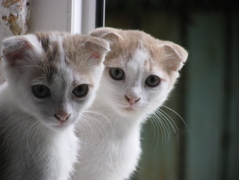 Братья... / Домашние молодые два кота