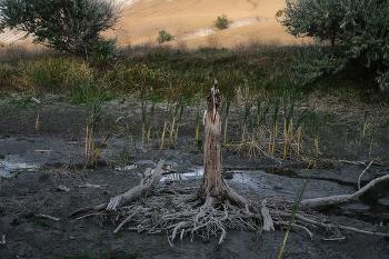 Засуха... (2) / Русло речки Арбуга в Ульяновской области