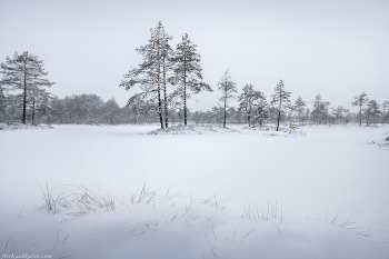 &quot;Зима на болоте&quot; / Начало зимы на болотах Ленинградской области. Выборгский район