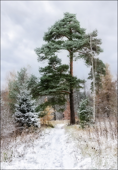 В начале зимы / Зимний лес