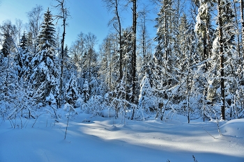 &quot;Поет зима - аукает, мохнатый лес баюкает ...&quot; / Февральский этюд ...