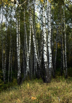 Берёзки. / ***