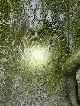 &nbsp; / Moss creature