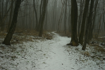 В лесу / Зимняя тропа