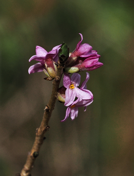 &nbsp; / Seidelbast (Daphne mezereum) eine der ersten Pflanzen die im Frühjahr Blüten Tragen