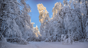 Замороженный лес / Уральская зима
