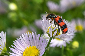 Жук пестряк пчелиный / Пестряк пчелиный, пчеложук (лат. Trichodes apiarius) - яркий красивый жук семейства пестряков. Их можно встретить на цветах, особенно пестряки любят зонтичные и сложноцветные растения