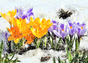 Весна пришла с цветами и снегом / Весна пришла с цветами и снегом