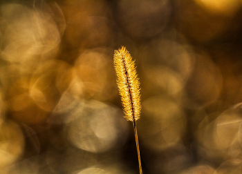 &nbsp; / Grashalm im Gegenlicht